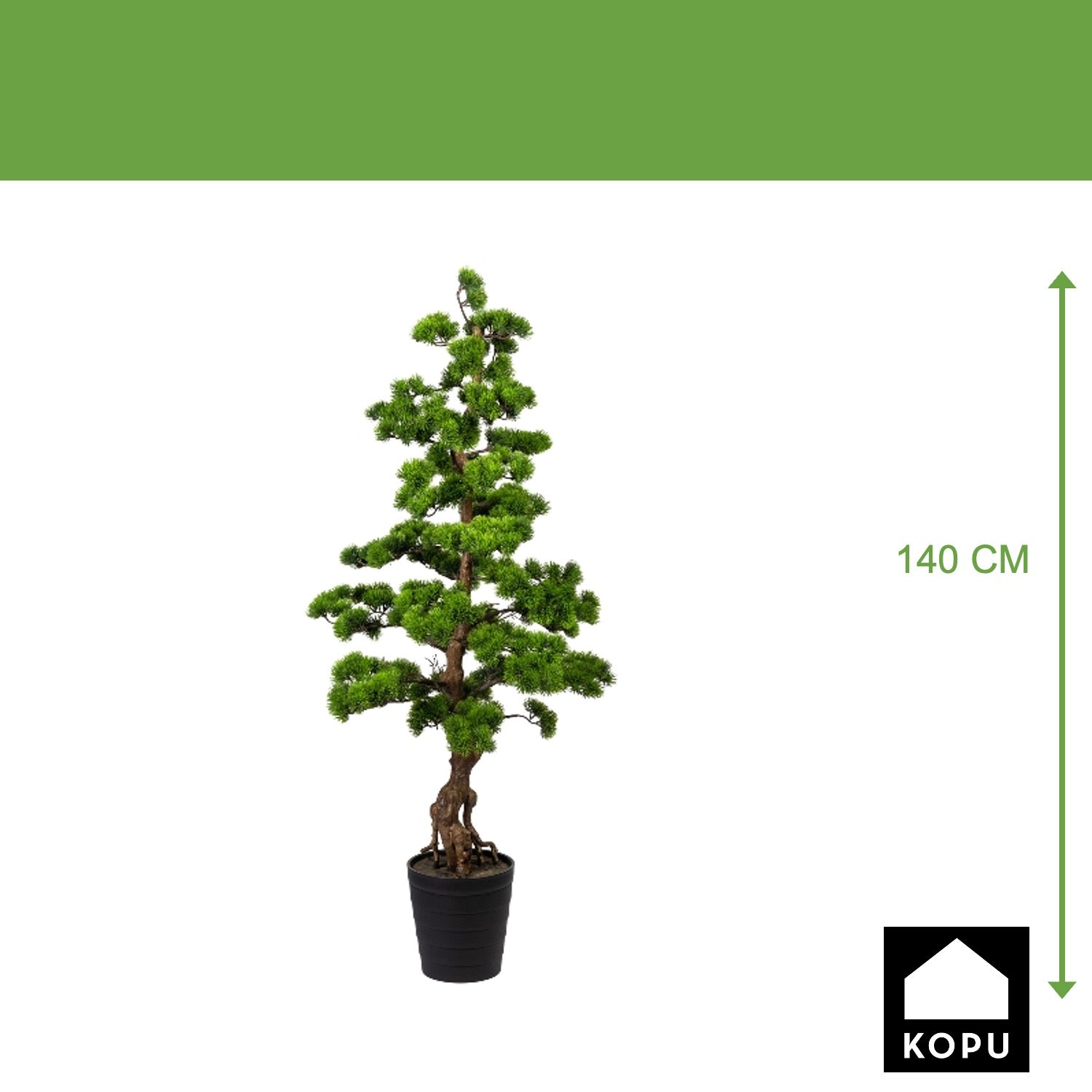 Kopu Bonsai (den) - circa 140 cm in een zwarte plastic pot