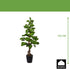 Kopu Bonsai (den) - circa 140 cm in een zwarte plastic pot