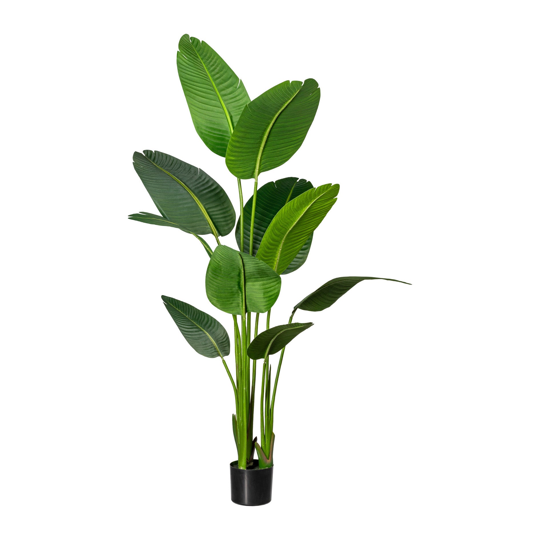 Kopu® Kunstplant Strelitzia Nicolai 160 cm Paradijsvogelplant 10 blad