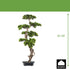 Kopu (den) bonsai, circa 90 x 40 cm - in een zwarte plastic pot