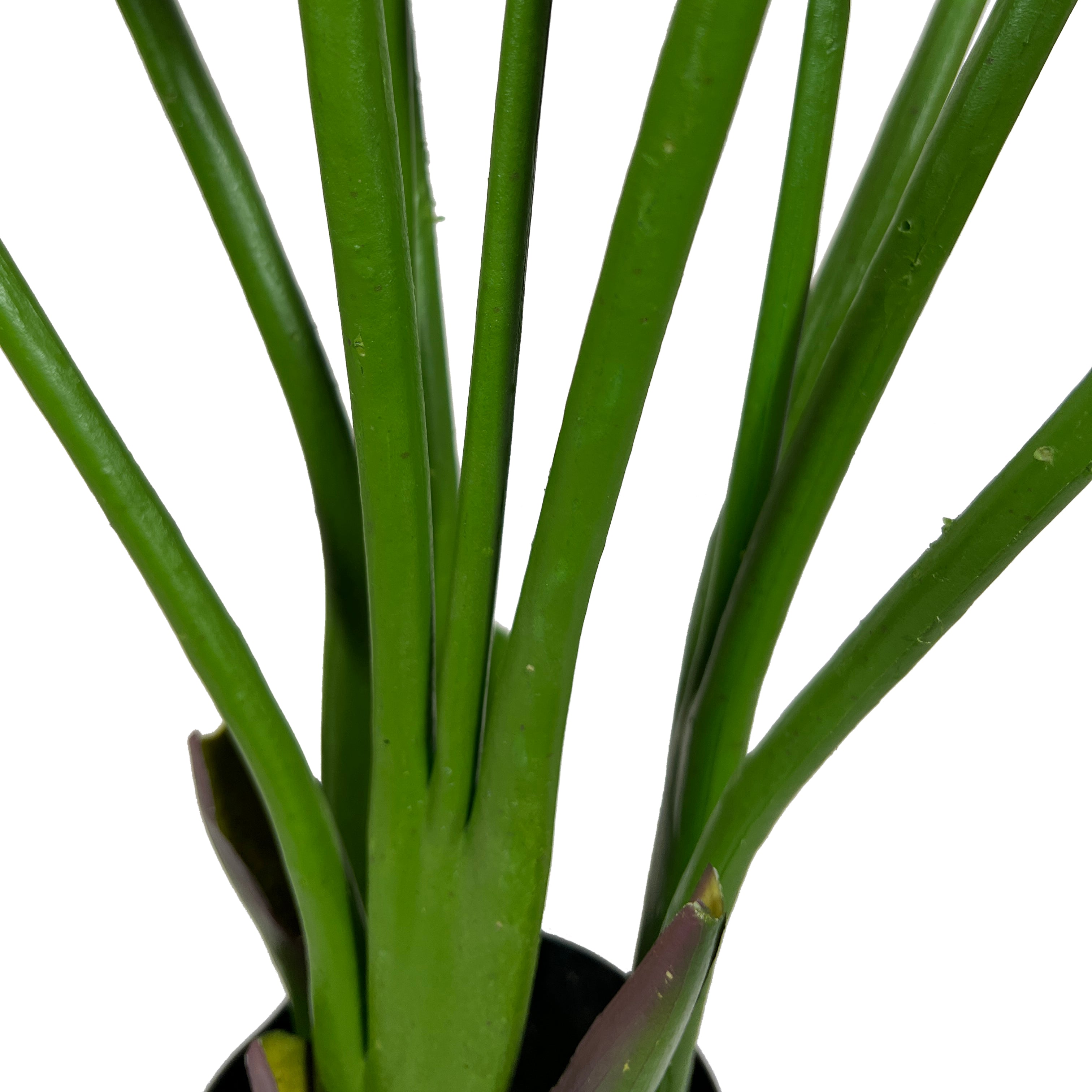 Kopu® Kunstpflanze Strelitzia Nicolai 120 cm – Paradiesvogelpflanze 8 Blätter