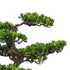 Kopu® Kunstplant Bonsai 75 cm - in zwarte Pot - Bonsai boompje