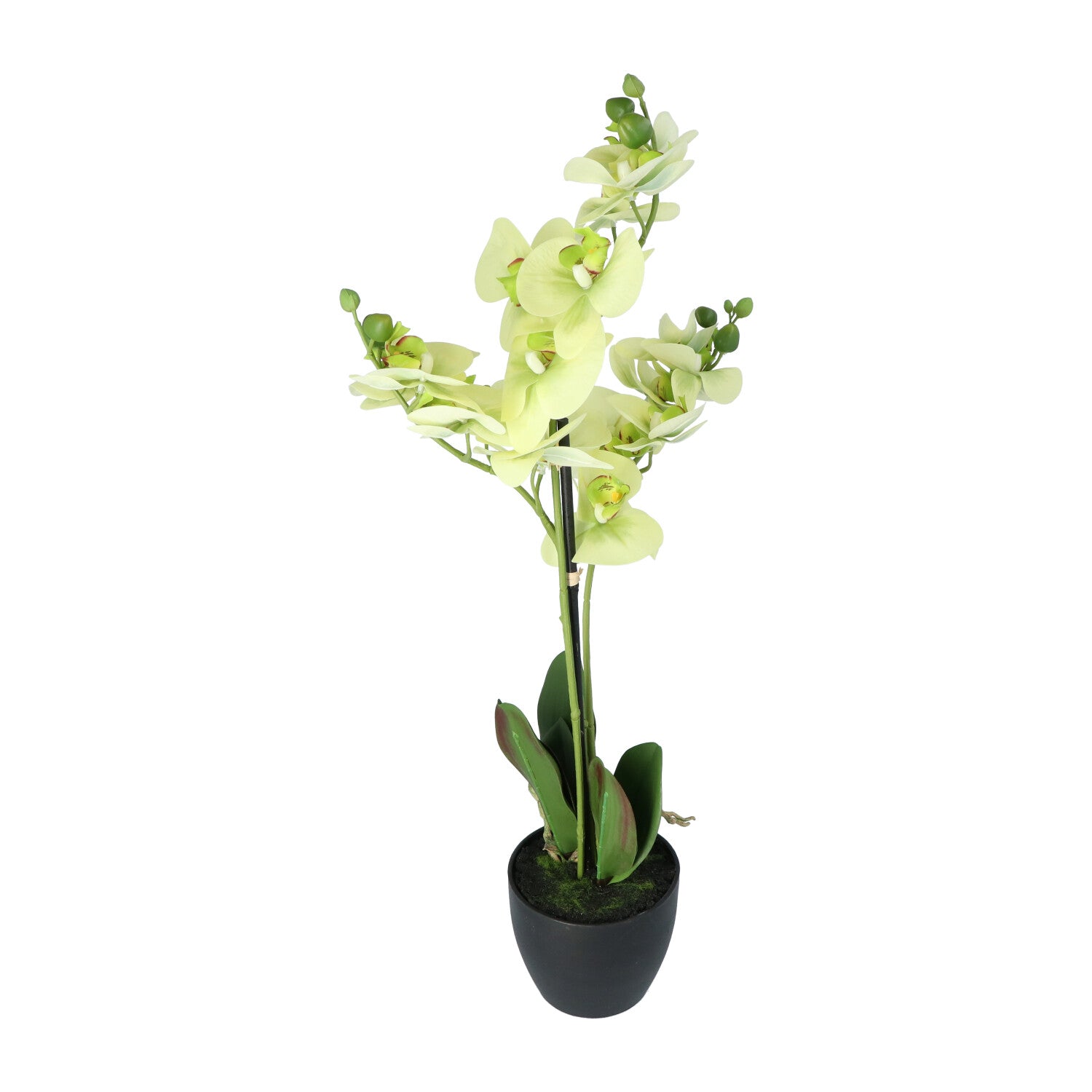 Kopu® Kunstbloem Orchidee 65 cm Groen met zwarte Schaal - Phalenopsis