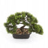 Kopu Kunstplant Bonsai - ca. 23x30 cm met Zwarte Sierpot