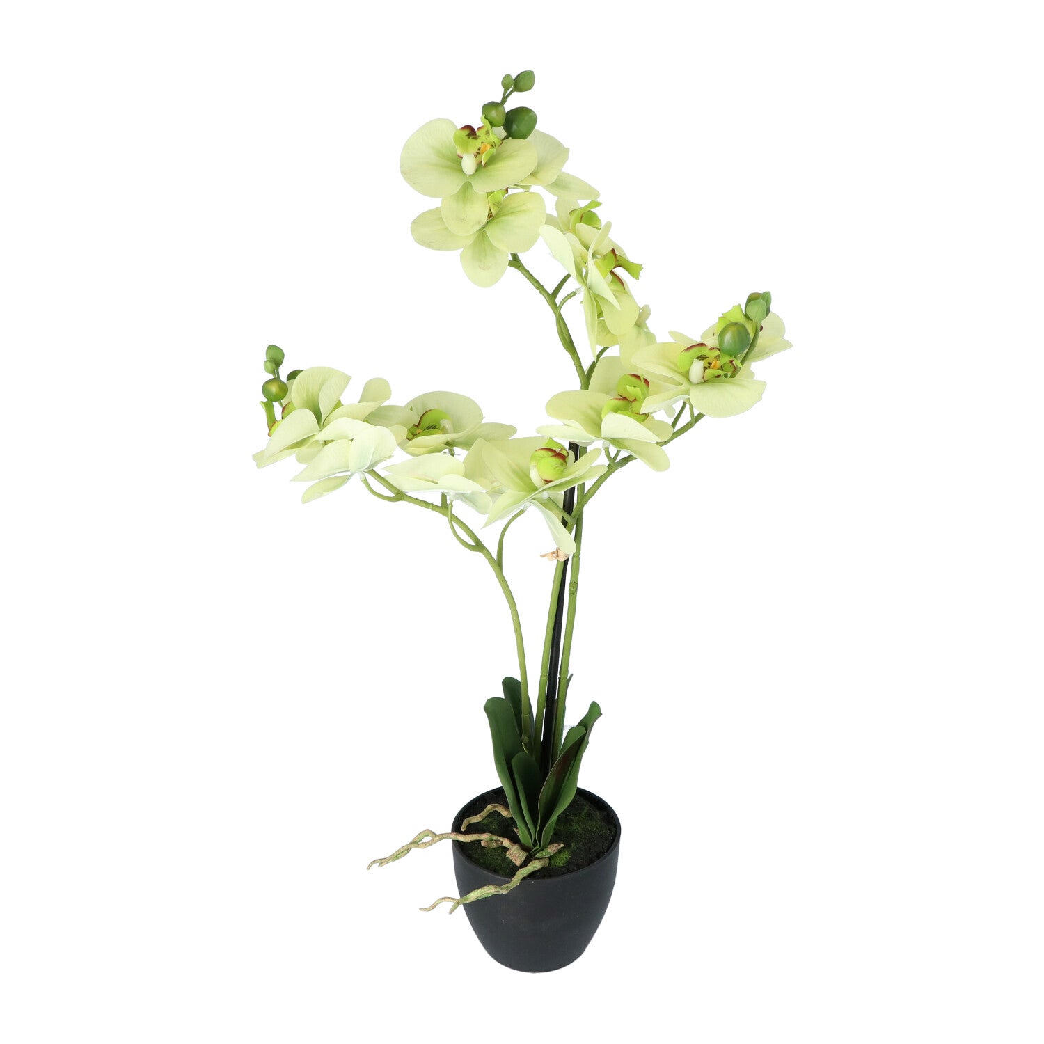 Kopu® Kunstbloem Orchidee 65 cm Groen met zwarte Schaal - Phalenopsis