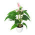 Kopu® 2 stuks Anthurium Roze Kunstplant 40 cm - Flamingoplant Roze