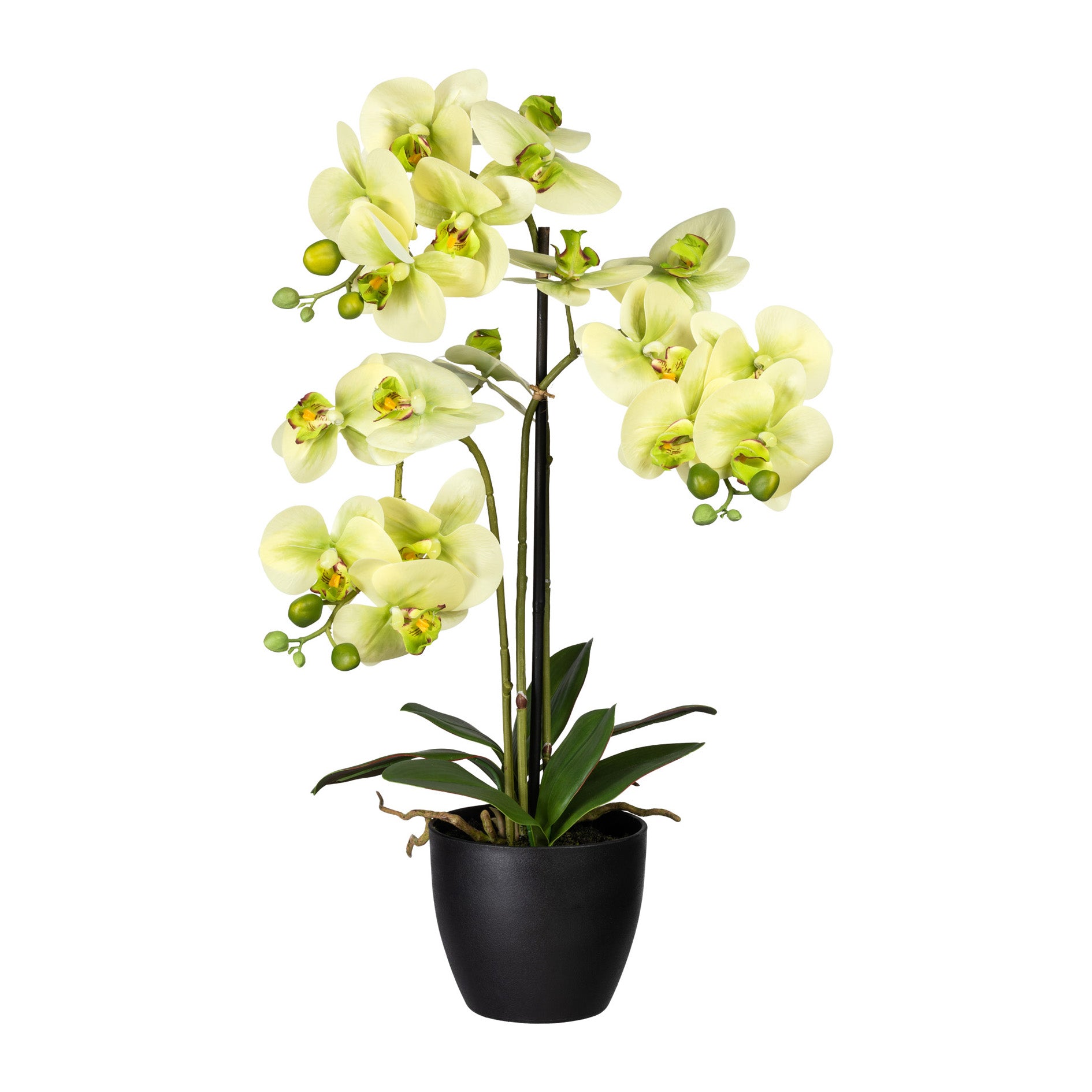Kopu® Kunstbloem Orchidee 65 cm Groen met zwarte Schaal - Phalenopsis