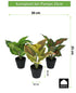Kopu® set 3 verschillende kunstplantjes 25 cm hoog