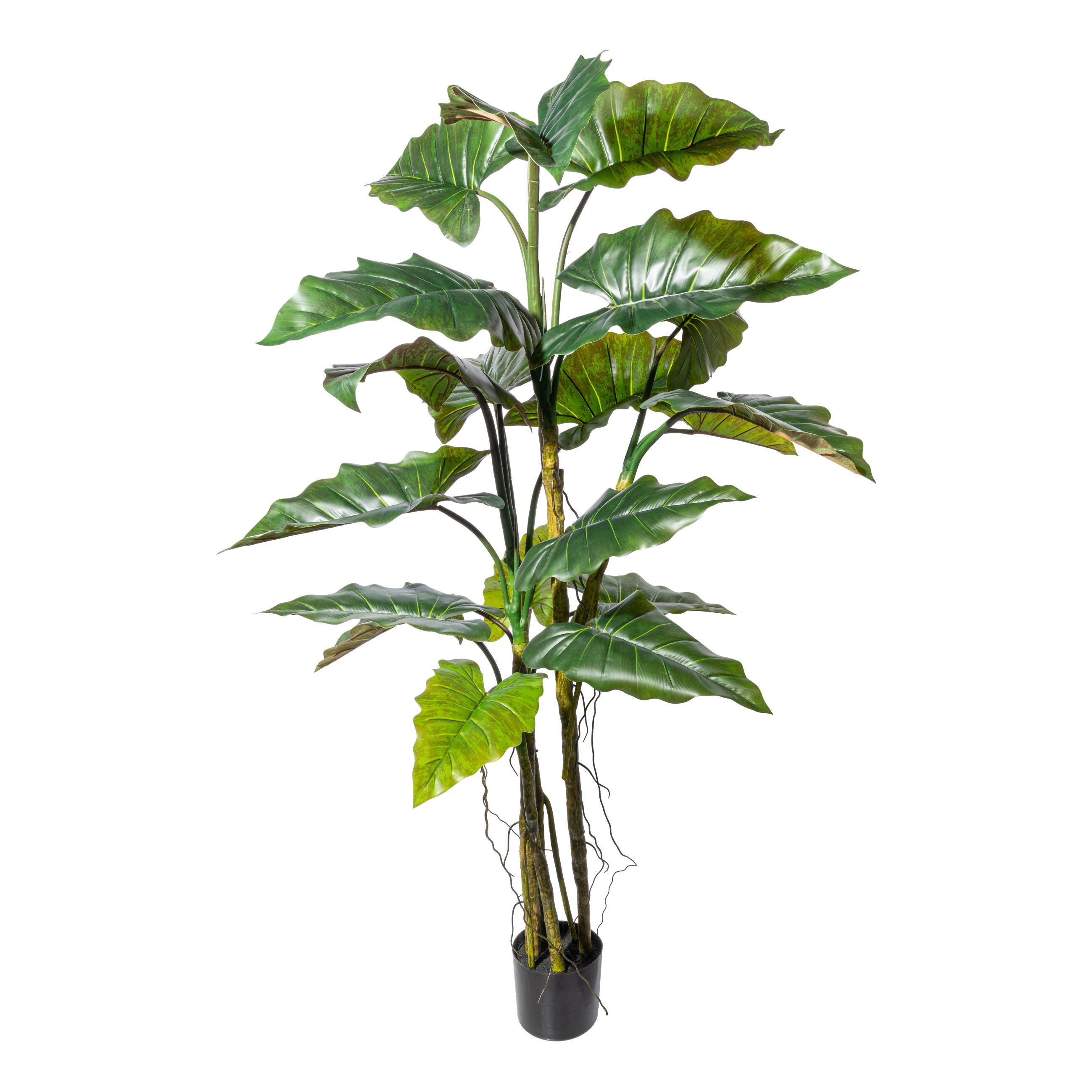 Kopu® Kunstpflanze Colocasia 180 cm - 19 Blätter - im schwarzen Topf