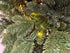 Premium Kerstboom Excellent Trees® LED Mantorp 210 cm met 380 Lampjes