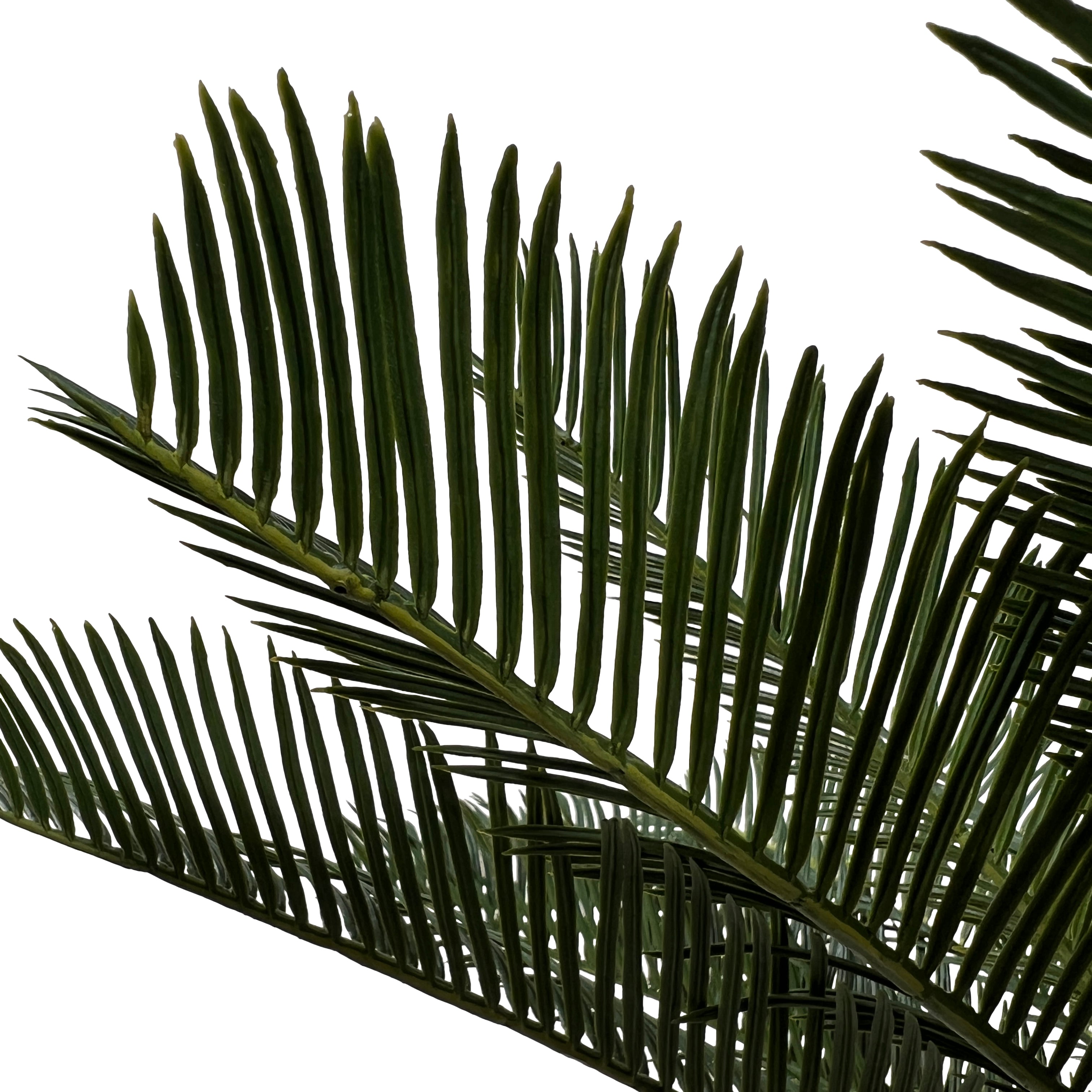 Kopu® Kunstplant Cycaspalm 60 cm in zwarte pot - 18 varens - Nepplant