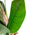 Kopu® Kunstplant Bananenplant 150 cm met 21 bladeren - Nepplant