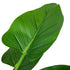 Kopu® Kunstplant Philodendron 110 cm - 9 bladeren - in zwarte pot